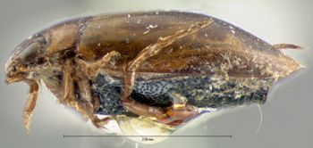 Media type: image;   Entomology 5996 Aspect: habitus lateral view
